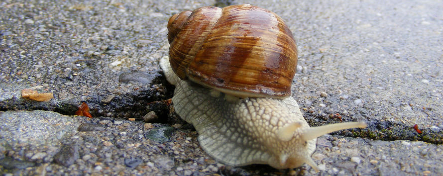 schnecke1