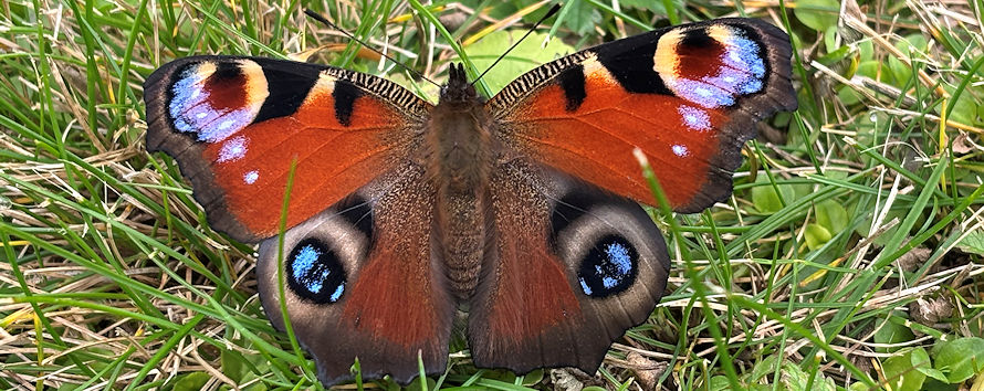tagpfauenauge